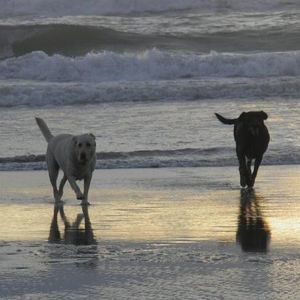 Meet your Posher, Terry