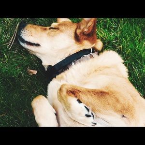 hi Poshers! I have a HUGE announcement. Read below