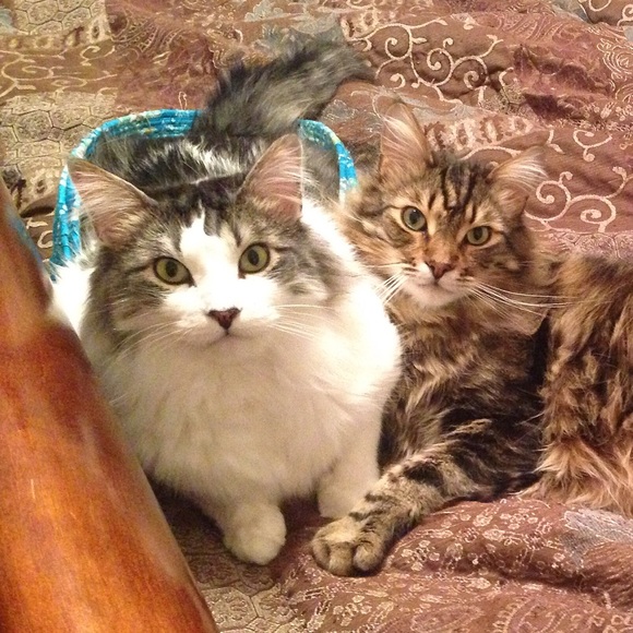 Meet your Posher, Shannon - Picture 4 of 4