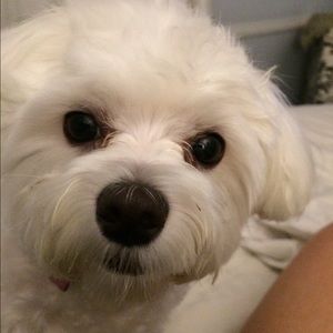 Meet your Posher, Lula