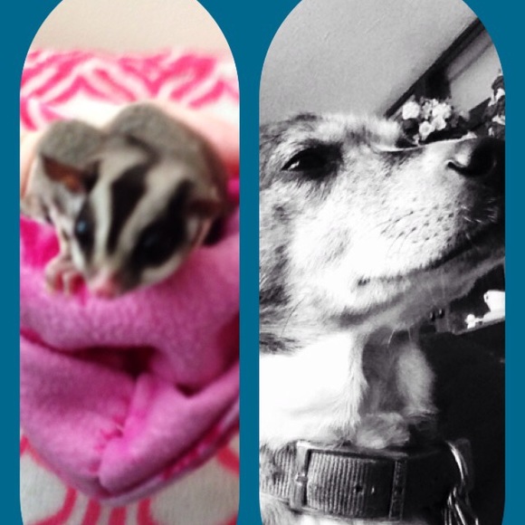 Meet your Posher, Cassie - Picture 2 of 3