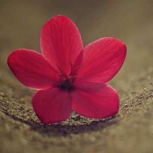 Meet your Posher, Hope