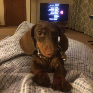 Meet your Posher, Brandi