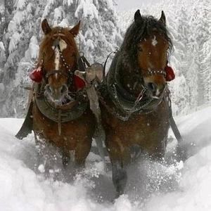 Meet your Posher, Maggie