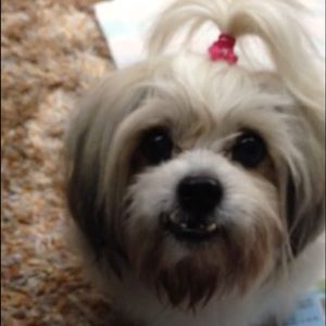 Meet your Posher, Yi