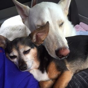 Meet your Posher, Betty