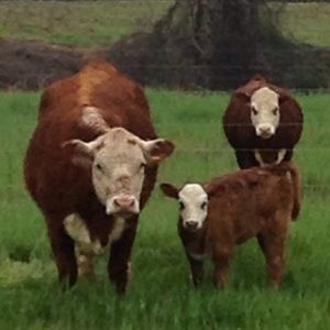 Meet your Posher, Brandy