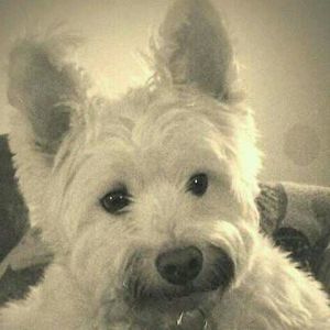 Meet your Posher, Dee