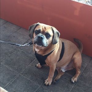 Meet your Posher, Alex