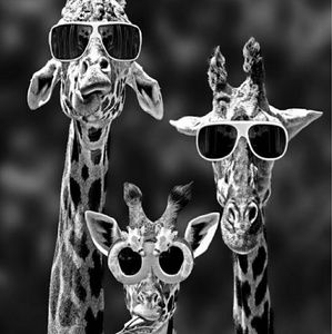 Meet your Posher, Trisha