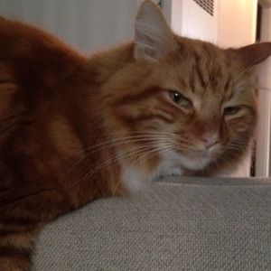 Meet your Posher, Marissa