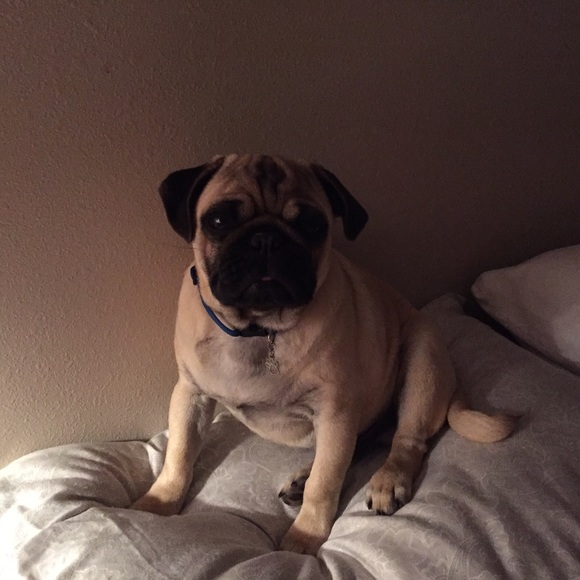 Meet your Posher, Jan - Picture 2 of 4