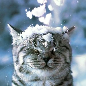 Meet your Posher, Renee