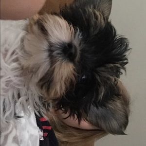 Meet your Posher, Steeleigh