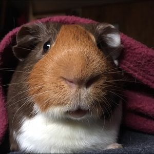 Meet your Posher, Megan