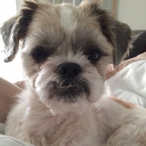 Meet your Posher, JoJo