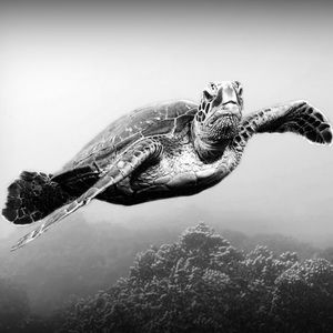 Meet your Posher, Kaitlin