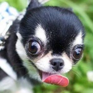 Meet your Posher, Fauna