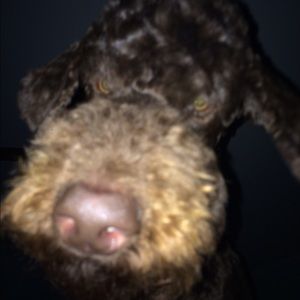 Meet your Posher, Laura