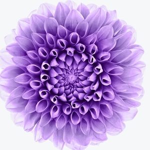 Meet your Posher, Mckenzie