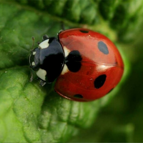 Meet your Posher, Céline