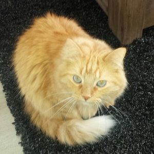 Meet your Posher, Carly