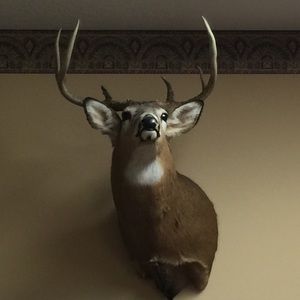 Meet your Posher, Steve