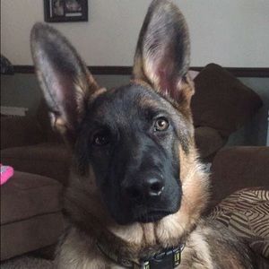 Meet your Posher, Jamie