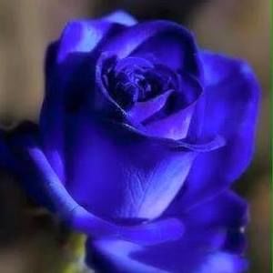 Meet your Posher, Joyce