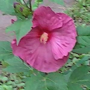 Meet your Posher, Leslie