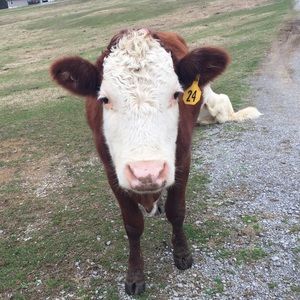 Meet your Posher, Lu