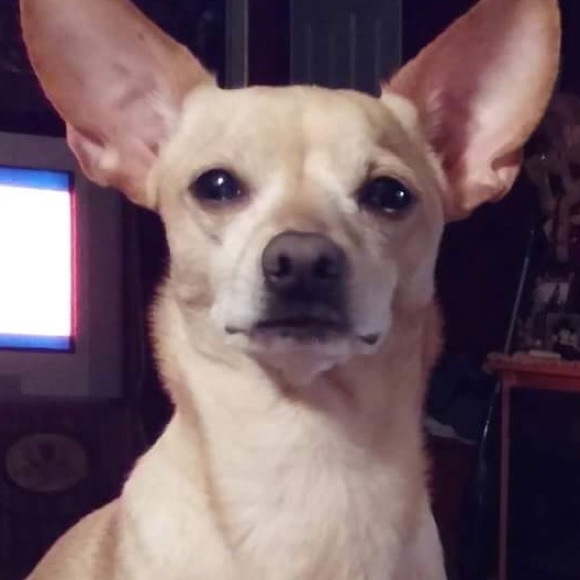 MISSING DOG CASH REWARD