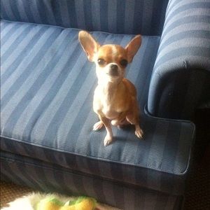 Meet your Posher, Debbie