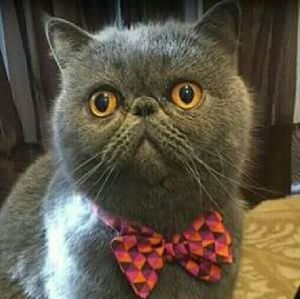 Meet your Posher, Mark