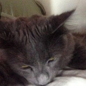 Meet your Posher, Dawn