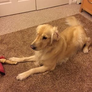 Meet your Posher, Jessie