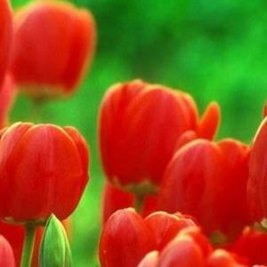 Meet your Posher, Eileen