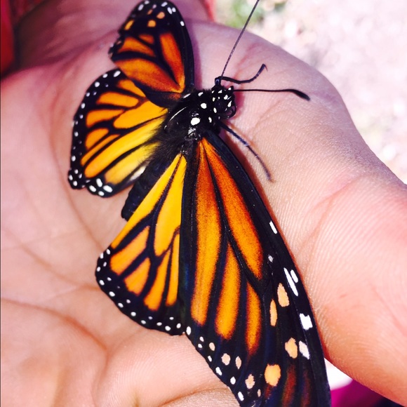 Meet Selene monse - Picture 2 of 4