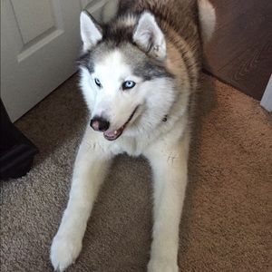 Meet your Posher, Abbie