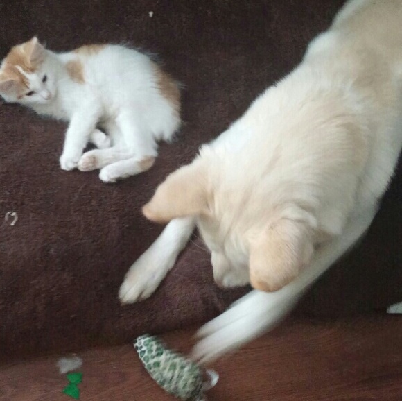 Meet your Posher, Lynette - Picture 1 of 1