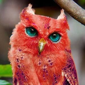 Meet your Posher, Sylvia