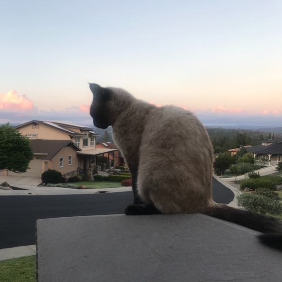 Meet your Posher, Simone - Picture 4 of 4