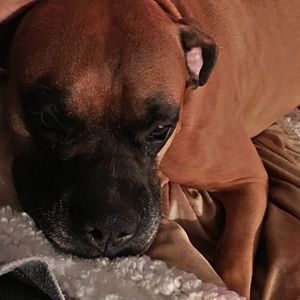 Meet your Posher, Mia