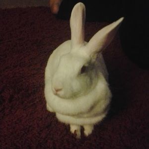Meet your Posher, Oronica
