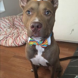 Meet your Posher, Bridget