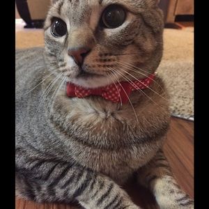 Meet your Posher, Christy