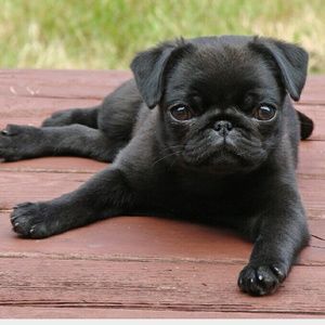 Meet your Posher, Elena