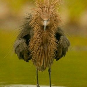 Meet your Posher, Richard