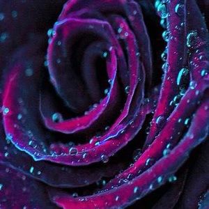 Meet your Posher, Maranda