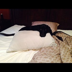 Meet your Posher, Misty